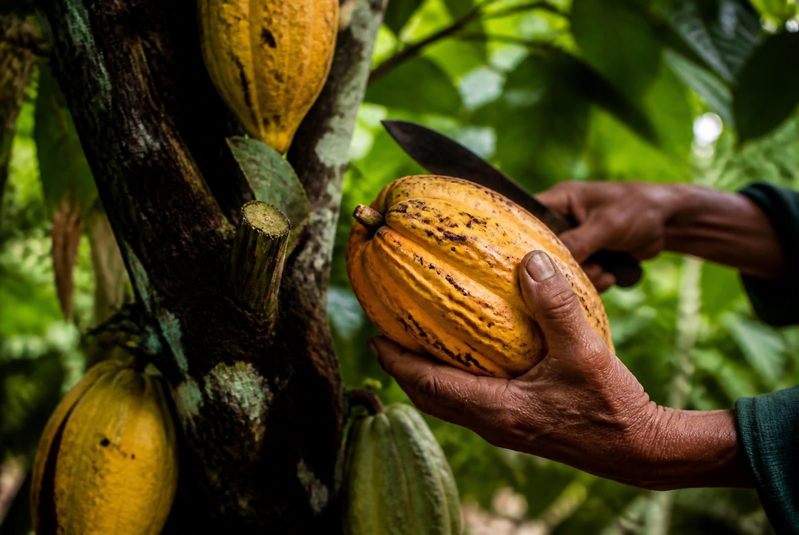 Colheita agroflorestal sendo registrada
